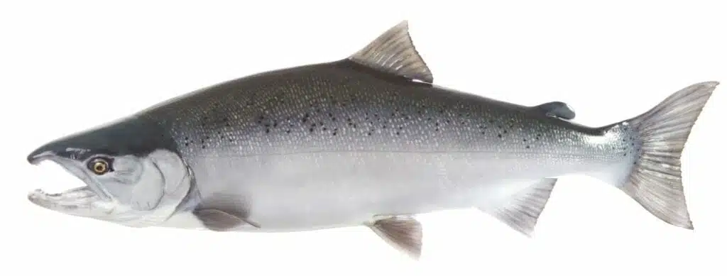 Kenai River Fishing Trips shutterstock 54171541 e1535649682817 1